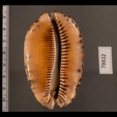 クロヤクシマダカラ Mauritia arabica immanis rudimaculosafig.2