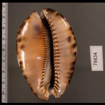 クロヤクシマダカラ Mauritia arabica immanis rudimaculosafig.2