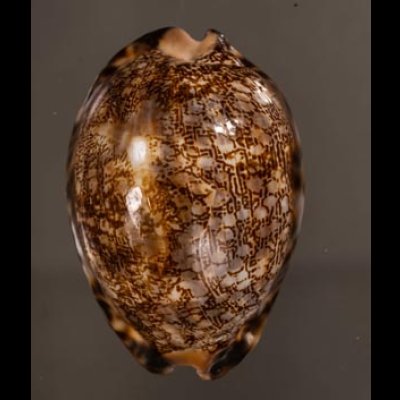 クロヤクシマダカラ Mauritia arabica immanis rudimaculosafig.1
