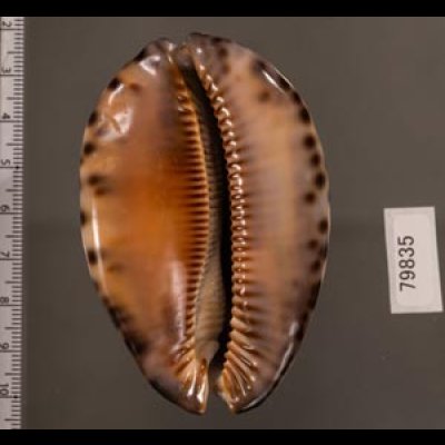 クロヤクシマダカラ Mauritia arabica immanis rudimaculosafig.2