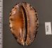 クロヤクシマダカラ Mauritia arabica immanis rudimaculosafig.2
