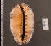 クロヤクシマダカラ Mauritia arabica immanis rudimaculosafig.2