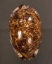 クロヤクシマダカラ Mauritia arabica immanis rudimaculosafig.1