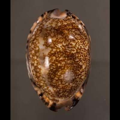 クロヤクシマダカラ Mauritia arabica immanis rudimaculosafig.1