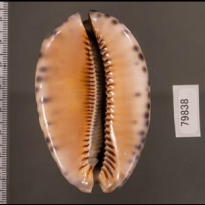 クロヤクシマダカラ Mauritia arabica immanis rudimaculosafig.2