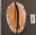 クロヤクシマダカラ Mauritia arabica immanis rudimaculosafig.2