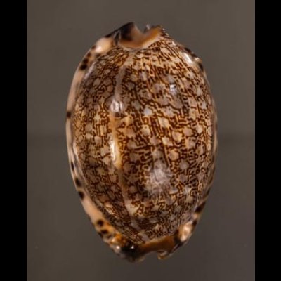 クロヤクシマダカラ Mauritia arabica immanis rudimaculosafig.1