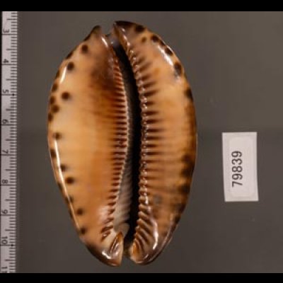 クロヤクシマダカラ Mauritia arabica immanis rudimaculosafig.2