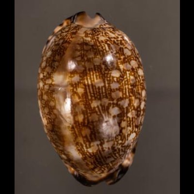 クロヤクシマダカラ Mauritia arabica immanis rudimaculosafig.1