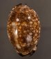クロヤクシマダカラ Mauritia arabica immanis rudimaculosafig.1