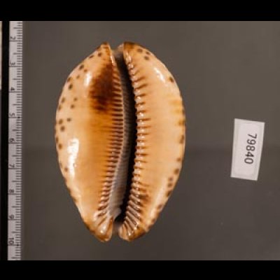 クロヤクシマダカラ Mauritia arabica immanis rudimaculosafig.2