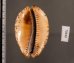 クロヤクシマダカラ Mauritia arabica immanis rudimaculosafig.2
