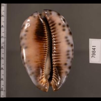 クロヤクシマダカラ Mauritia arabica immanis rudimaculosafig.2