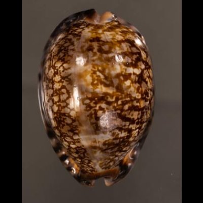 クロヤクシマダカラ Mauritia arabica immanis rudimaculosafig.1