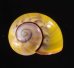 キイロイナズマコダママイマイ (仮称) Polymita sulphurosa flammulata iridansfig.1