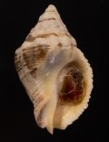 Cronia aurantiaca コガネレイシダマシ