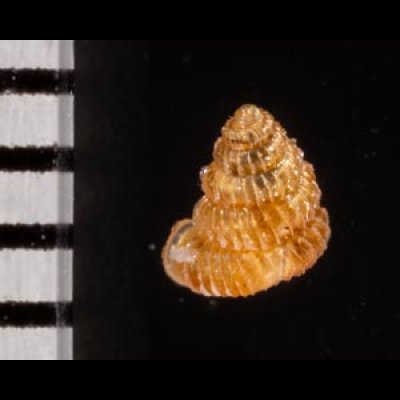クリスタエントツノタウチガイ (仮称) Opisthostoma christaefig.2