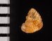クリスタエントツノタウチガイ (仮称) Opisthostoma christaefig.2