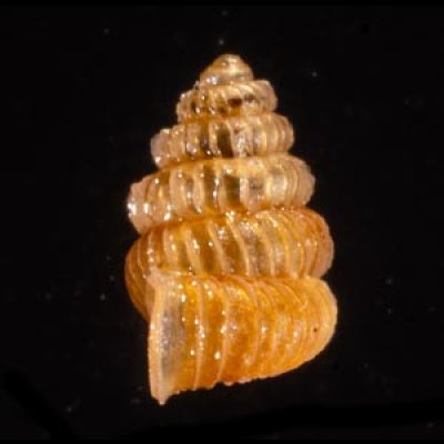 クリスタエントツノタウチガイ (仮称) Opisthostoma christaefig.3