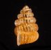 クリスタエントツノタウチガイ (仮称) Opisthostoma christaefig.3