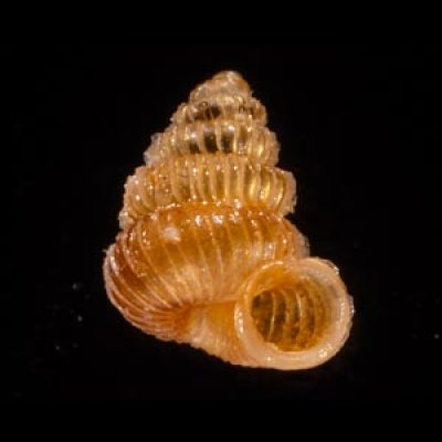 クリスタエントツノタウチガイ (仮称) Opisthostoma christaefig.1