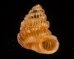 クリスタエントツノタウチガイ (仮称) Opisthostoma christaefig.1