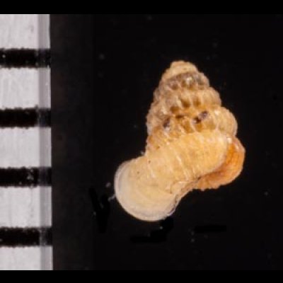 クリスタエントツノタウチガイ (仮称) Opisthostoma christaefig.2