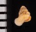 クリスタエントツノタウチガイ (仮称) Opisthostoma christaefig.2