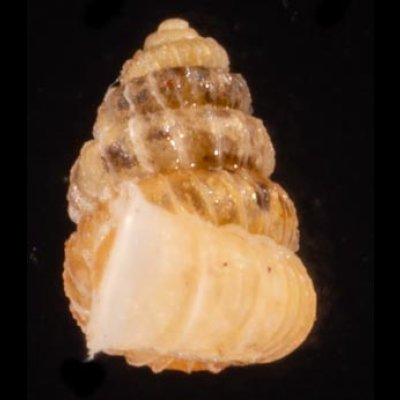 クリスタエントツノタウチガイ (仮称) Opisthostoma christaefig.3