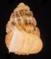 クリスタエントツノタウチガイ (仮称) Opisthostoma christaefig.3
