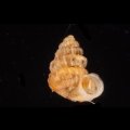 クリスタエントツノタウチガイ (仮称)