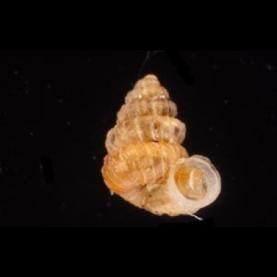 クリスタエントツノタウチガイ (仮称) Opisthostoma christaefig.1