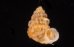 クリスタエントツノタウチガイ (仮称) Opisthostoma christaefig.1