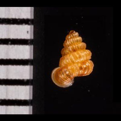 クリスタエントツノタウチガイ (仮称) Opisthostoma christaefig.2