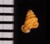 クリスタエントツノタウチガイ (仮称) Opisthostoma christaefig.2