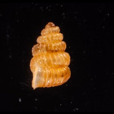 クリスタエントツノタウチガイ (仮称) Opisthostoma christaefig.3