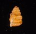 クリスタエントツノタウチガイ (仮称) Opisthostoma christaefig.3