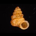 クリスタエントツノタウチガイ (仮称)