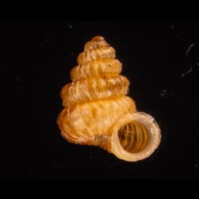 クリスタエントツノタウチガイ (仮称) Opisthostoma christaefig.1