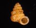 クリスタエントツノタウチガイ (仮称) Opisthostoma christaefig.1