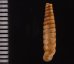 ブロクレイスパイプガイ (仮称) Cochlodinella broquelesensisfig.2