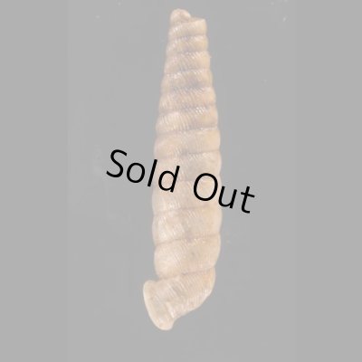 ブロクレイスパイプガイ (仮称) Cochlodinella broquelesensisfig.3