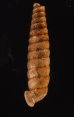 ブロクレイスパイプガイ (仮称) Cochlodinella broquelesensisfig.3
