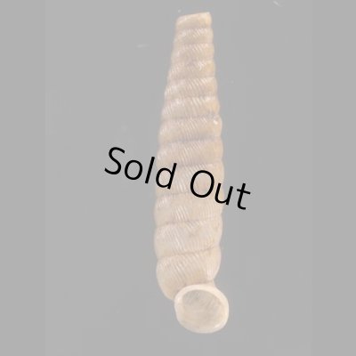 ブロクレイスパイプガイ (仮称) Cochlodinella broquelesensisfig.1