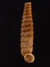 ブロクレイスパイプガイ (仮称) Cochlodinella broquelesensisfig.1