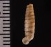 ブロクレイスパイプガイ (仮称) Cochlodinella broquelesensisfig.2