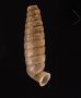 ブロクレイスパイプガイ (仮称) Cochlodinella broquelesensisfig.3