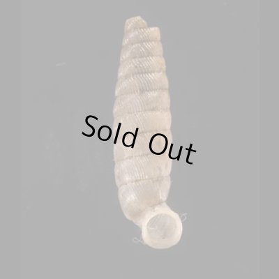 ブロクレイスパイプガイ (仮称) Cochlodinella broquelesensisfig.1