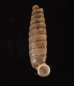 ブロクレイスパイプガイ (仮称) Cochlodinella broquelesensisfig.1