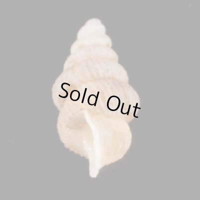 画像2: ベンダブロムゴマガイ (仮称)